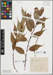 Foto von Salix lasiandra Benth.